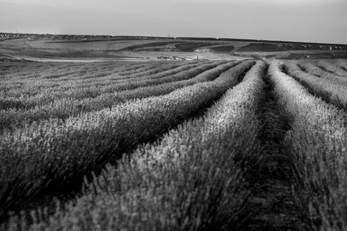 black-white-landscape-with-lavender (1)