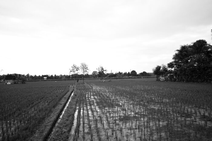 field-with-water-puddle-it-line-trees-background (1)